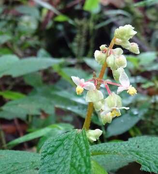 Image of Begonia buddleiifolia A. DC.