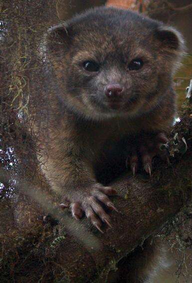 Image of Olinguito