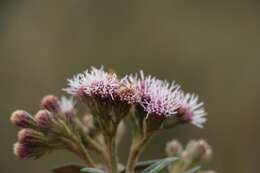 Image of Ageratina gynoxoides (Wedd.) R. King & H. Rob.