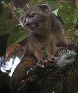 Image of Olinguito