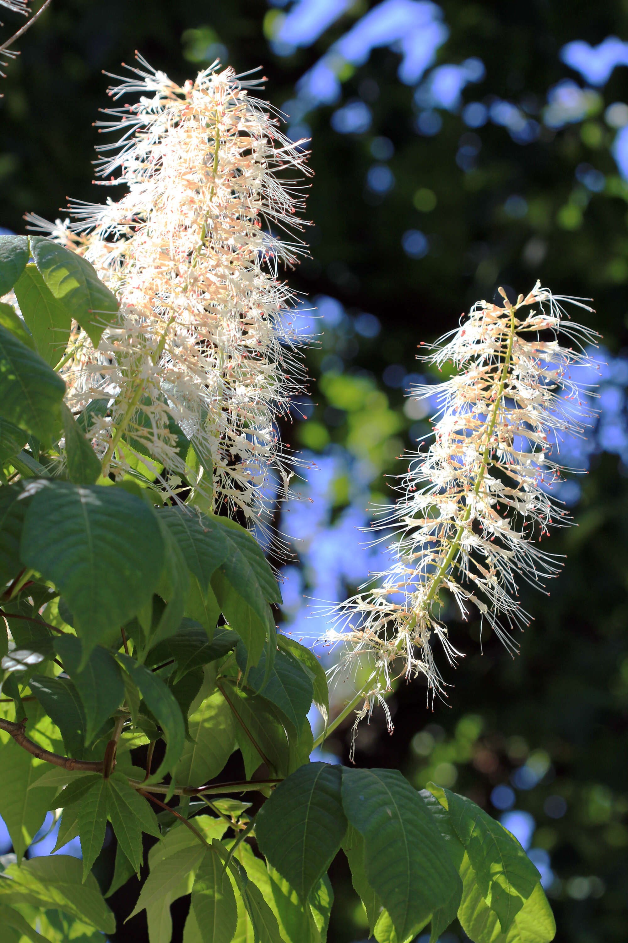 Imagem de Aesculus parviflora Walt.