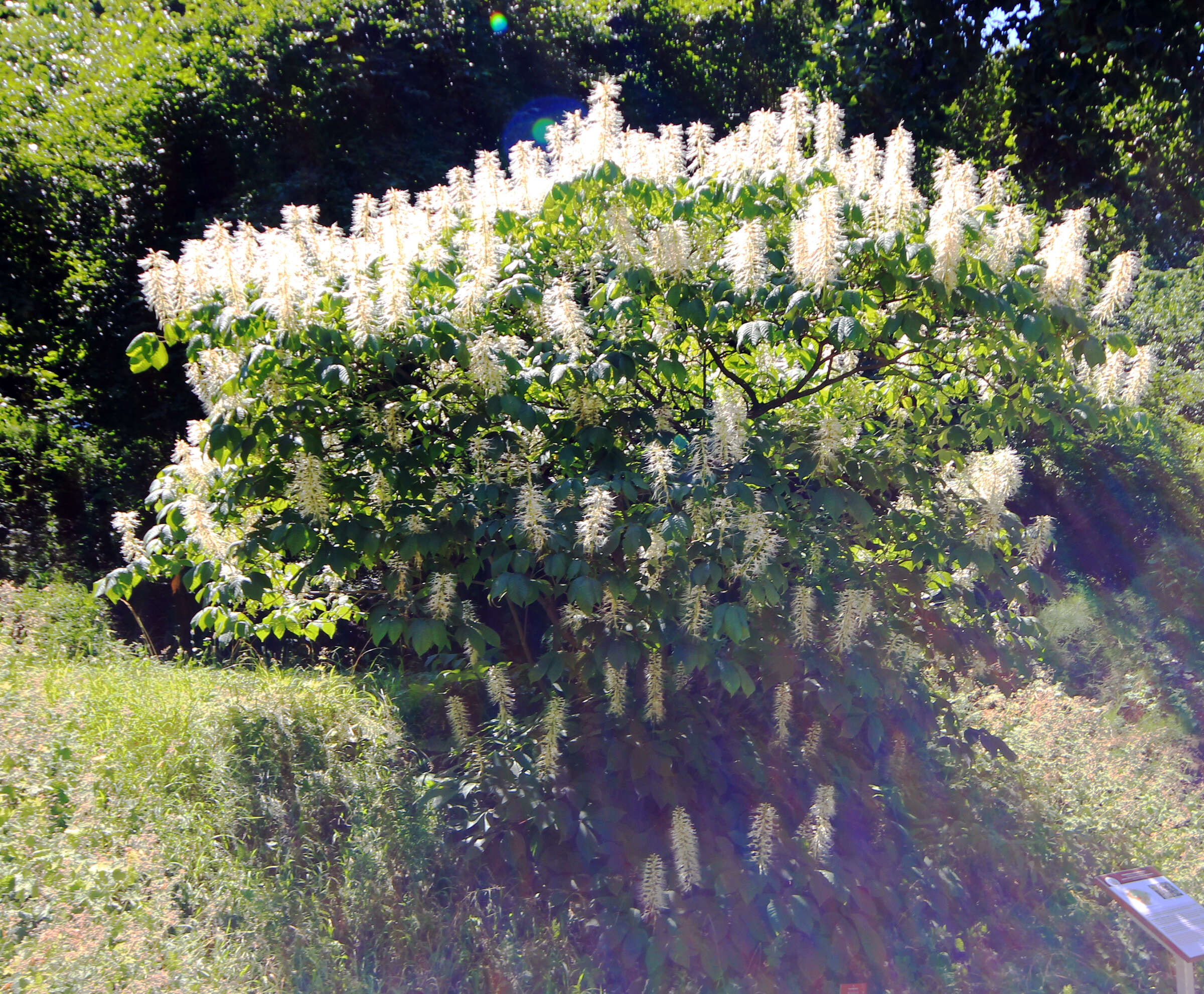 Image of bottlebrush buckeye