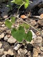 Image of plateau milkvine