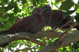 صورة Columba guinea phaeonota Gray & GR 1856