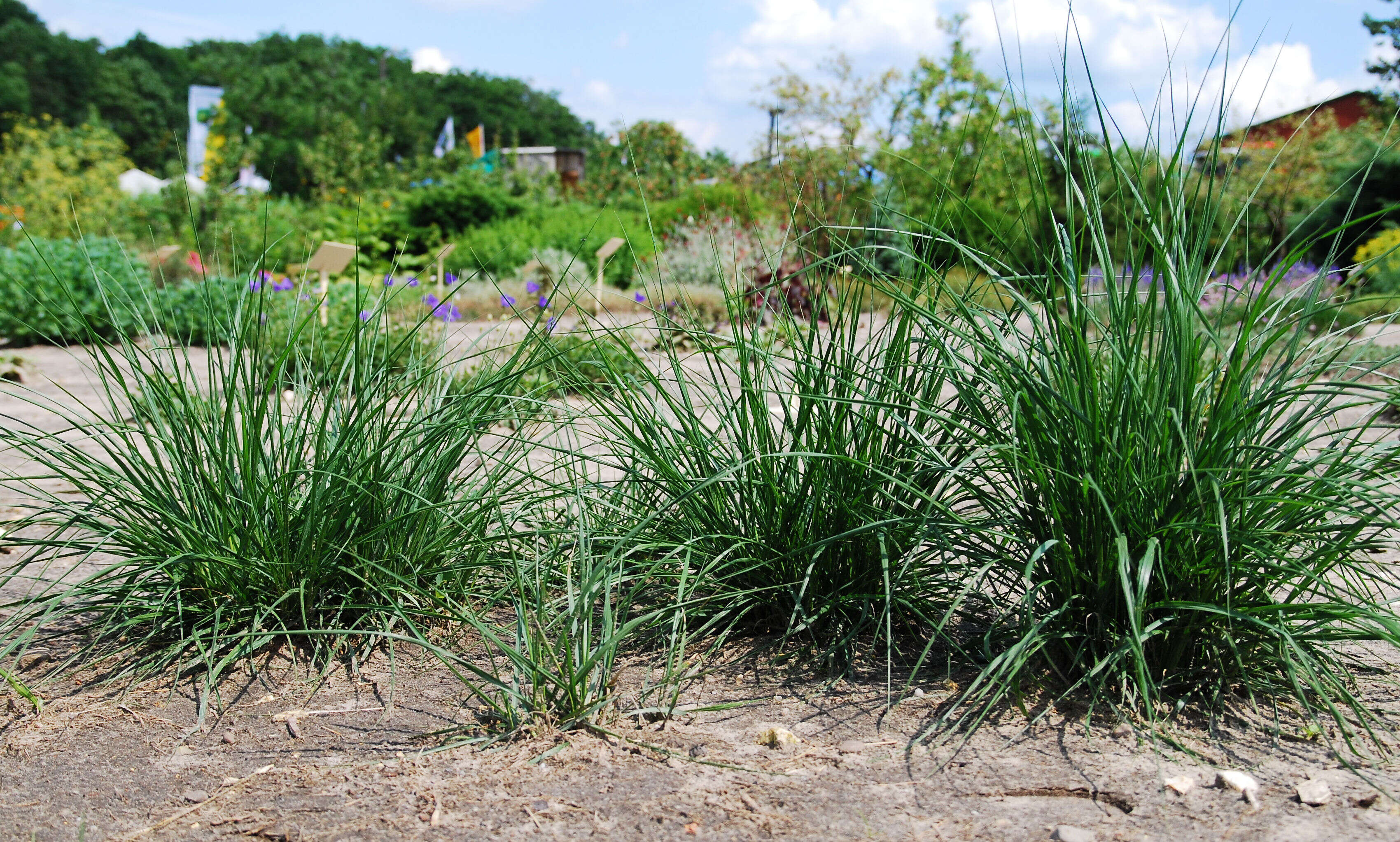 Imagem de Pennisetum alopecuroides