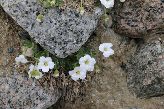 Imagem de Cerastium lithospermifolium Fisch.