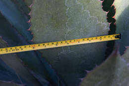 Слика од Agave maximiliana var. katharinae (A. Berger) Gentry