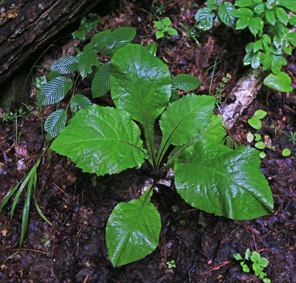 Image of Carpesium macrocephalum Franch. & Sav.