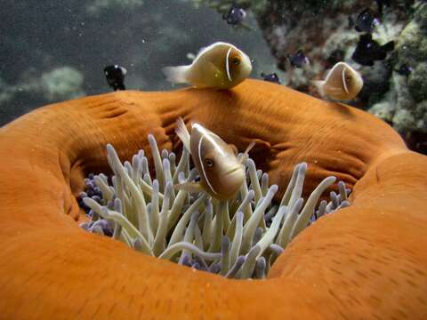 Image of Pink anemonefish