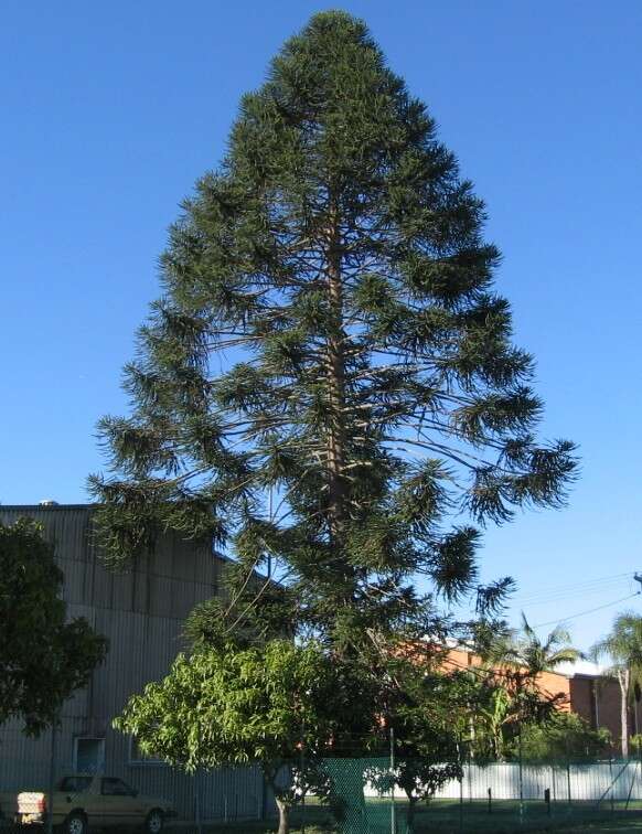 Image de Araucaria bidwillii Hook.