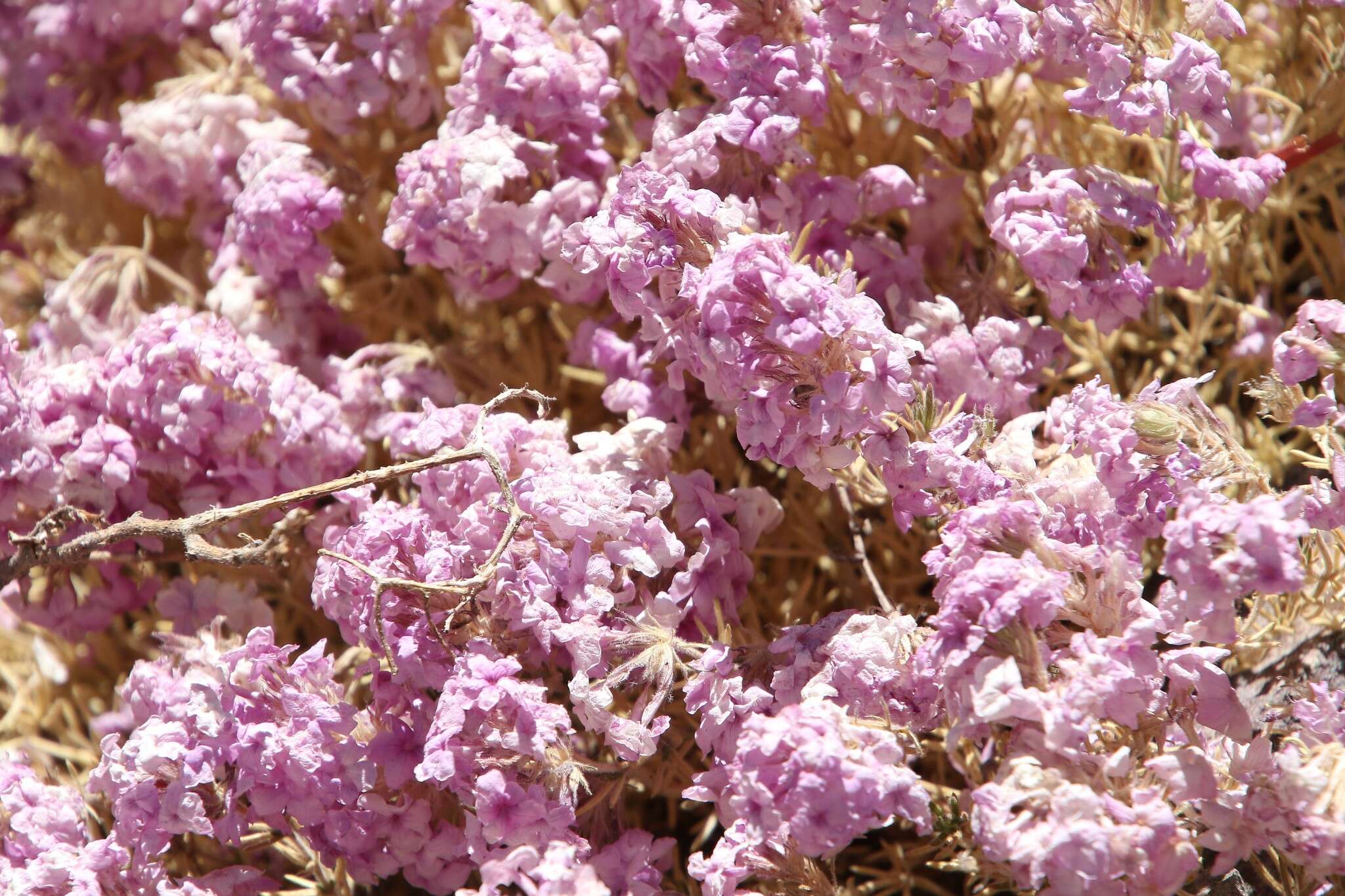 Image of Glandularia gynobasis (Wedd.) N. O'Leary & P. Peralta