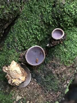 Image of Auricularia nigricans (Sw.) Birkebak, Looney & Sánchez-García 2013