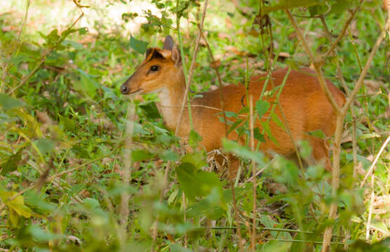 Image of Barking Deer