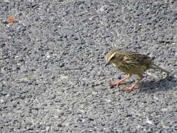 Image of Nilgiri Pipit