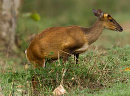 Image of Barking Deer