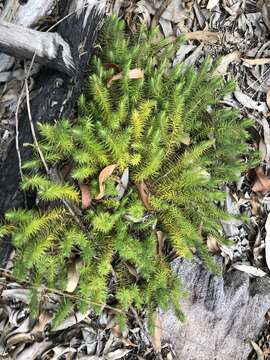 Image of Melichrus procumbens (Cav.) Druce