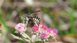 Image of Spot-fronted Wool-carder Bee