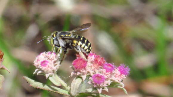 Imagem de Anthidium maculifrons Smith 1854