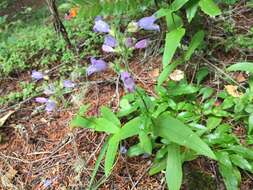 Image of Rattan's beardtongue