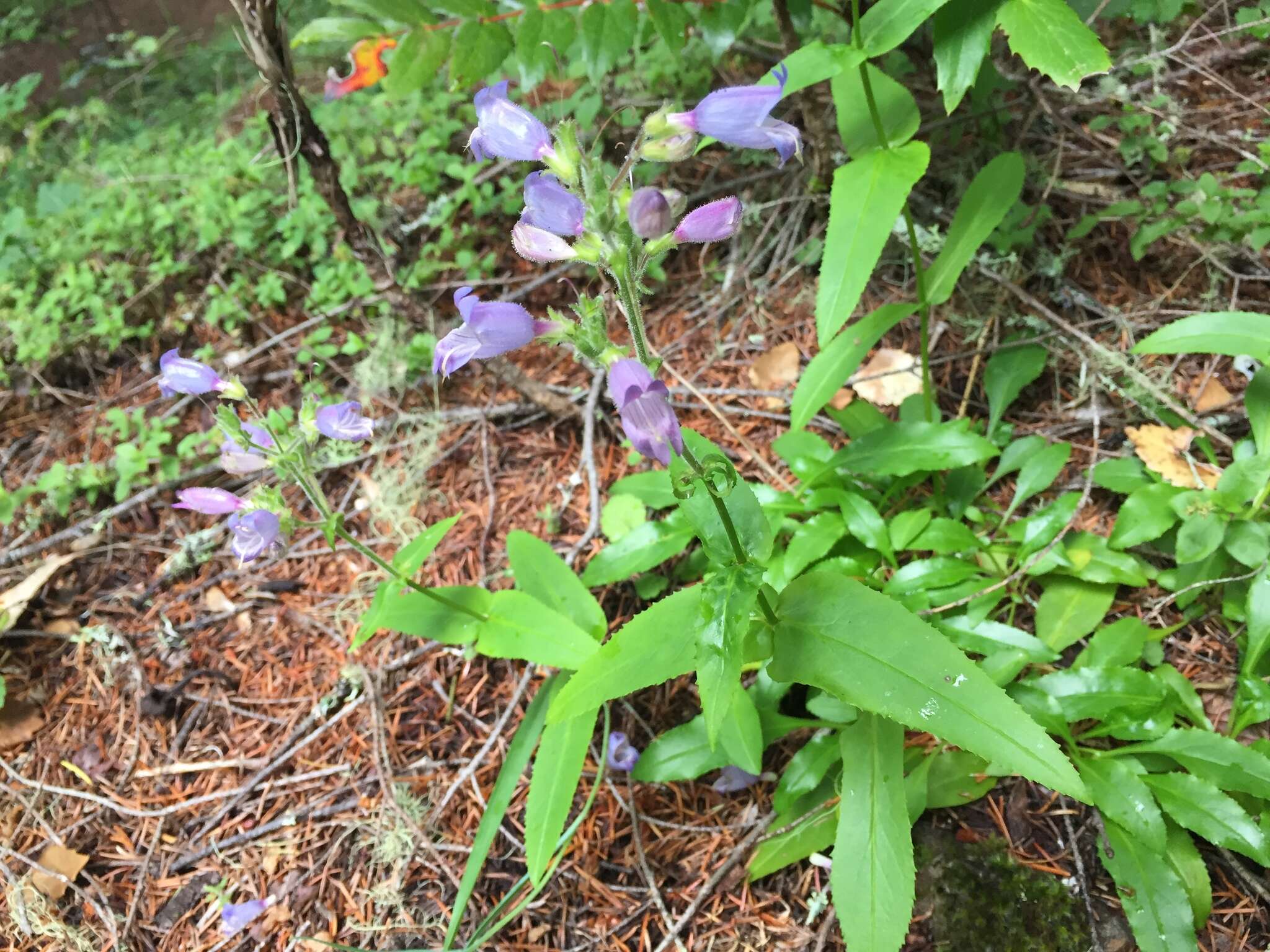 Image of Rattan's beardtongue