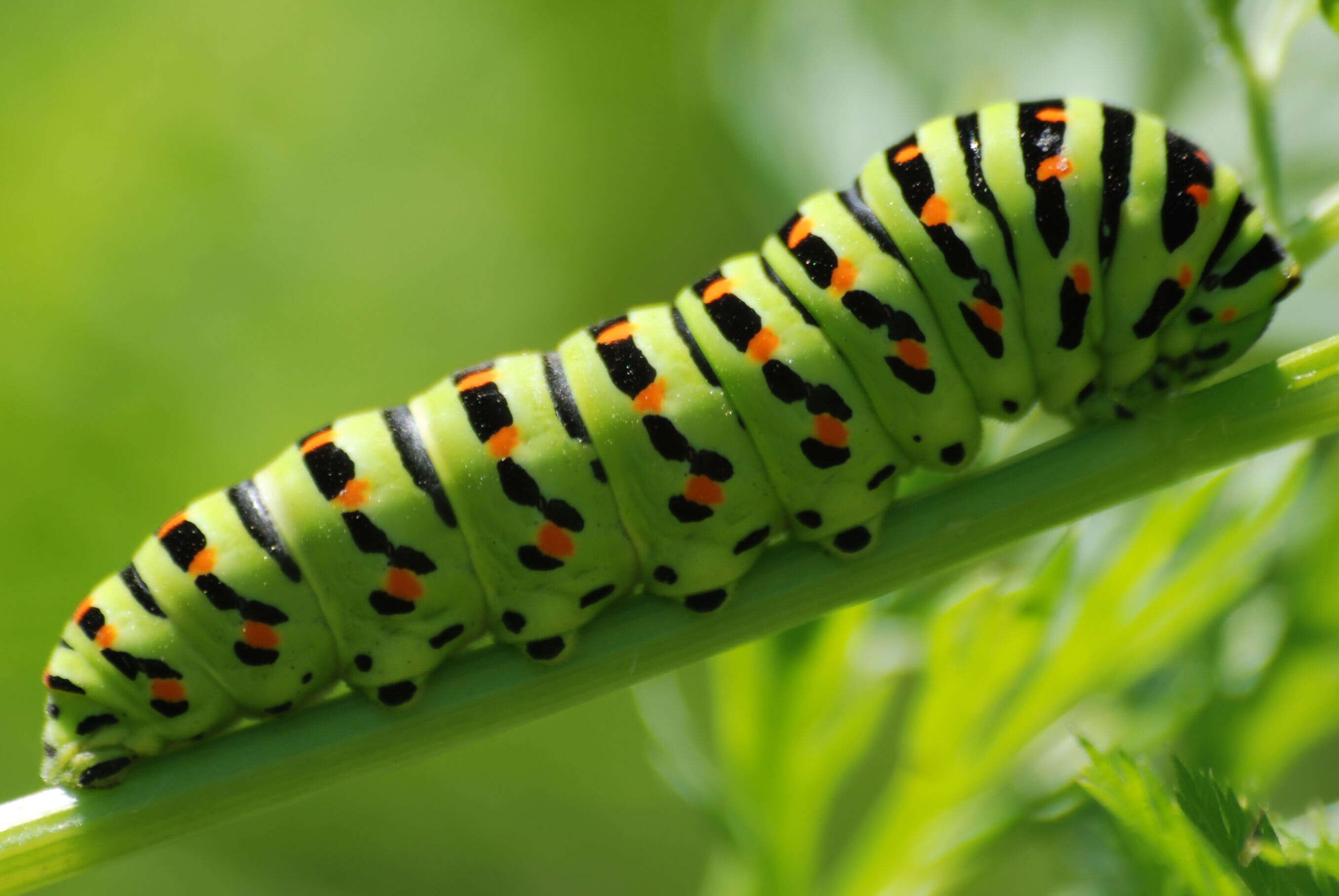 Image of Old World Swallowtail