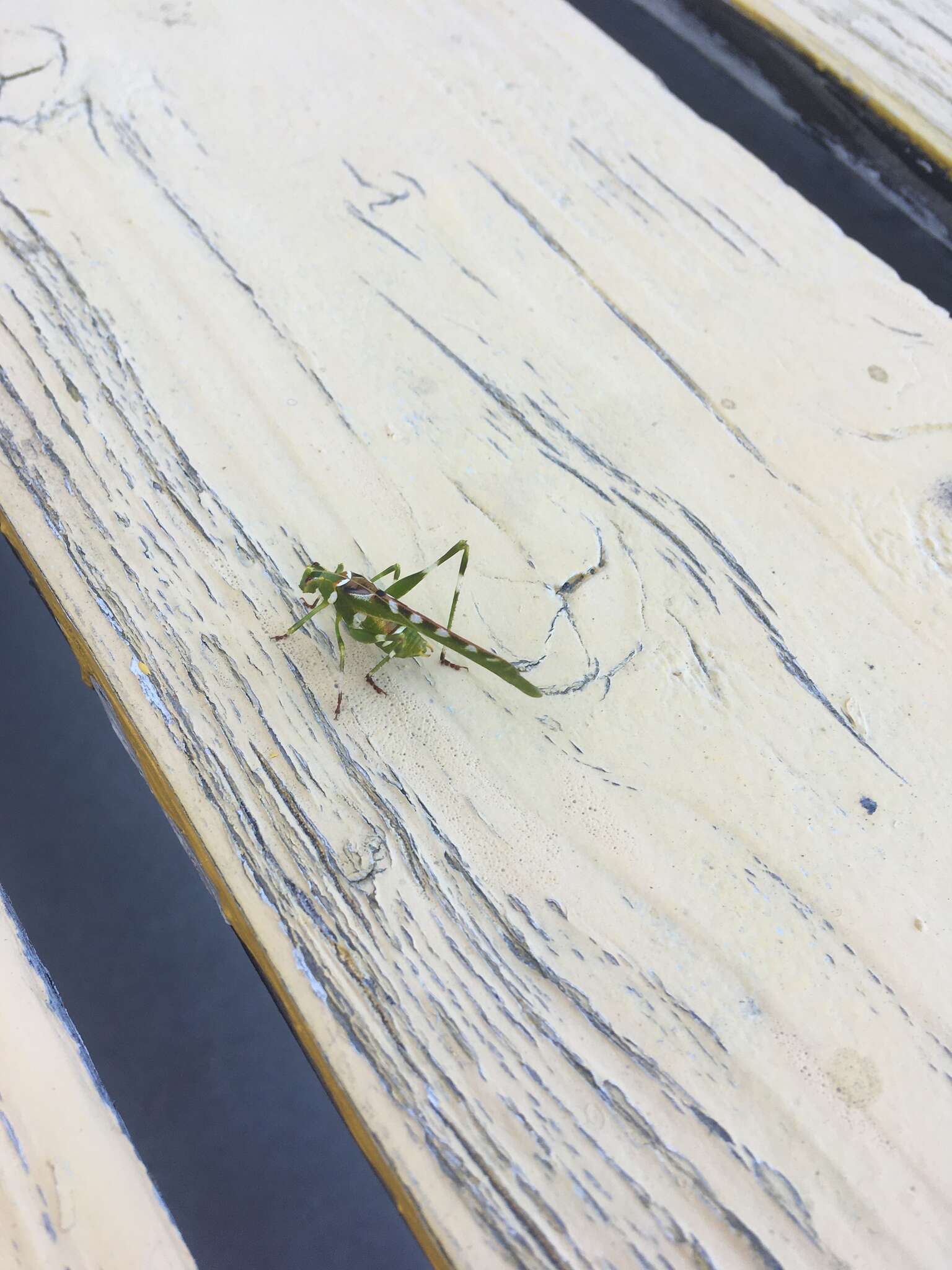 Image of Creosote Bush Katydid