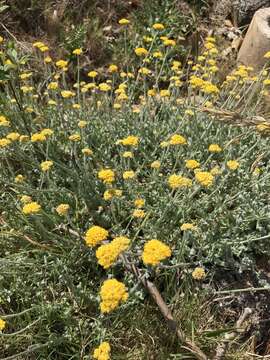 Image of Helichrysum odoratissimum (L.) Sw.