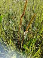 Imagem de Plantago cornuti Gouan