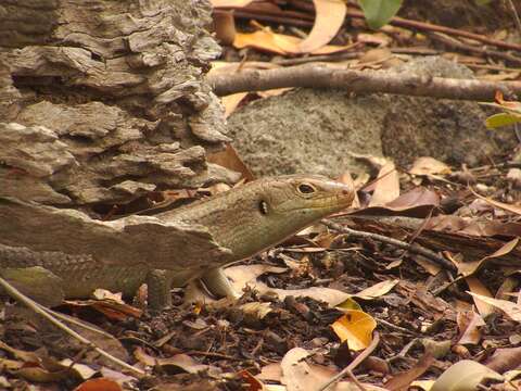 Image of Major Skink