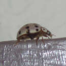 Image of Ashy Gray Lady Beetle