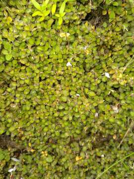 Image of Leptostigma setulosum (Hook. fil.) Fosberg