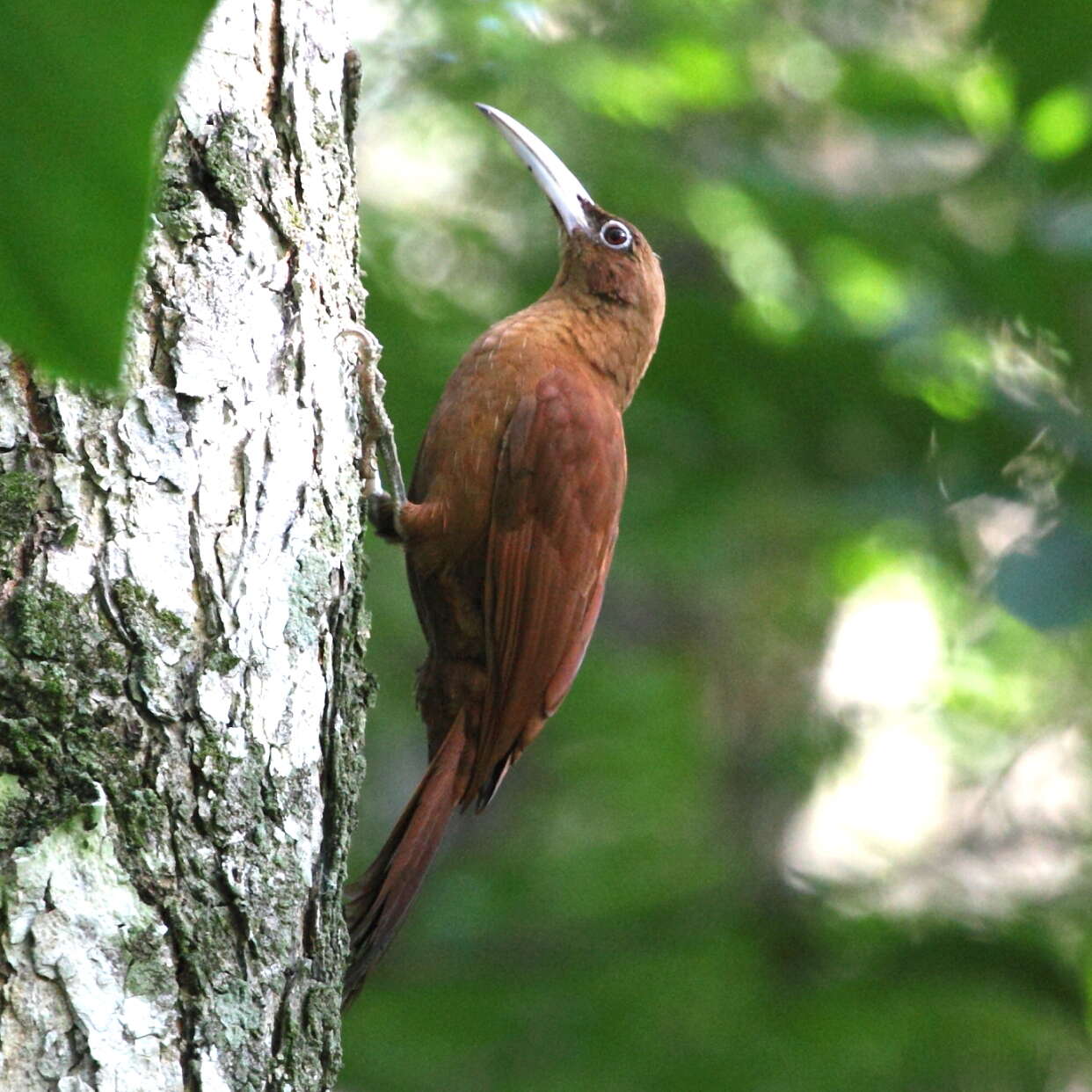 Image of Great Rufous Woodcreeper