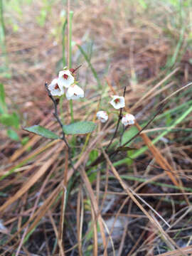 Image of dwarf huckleberry