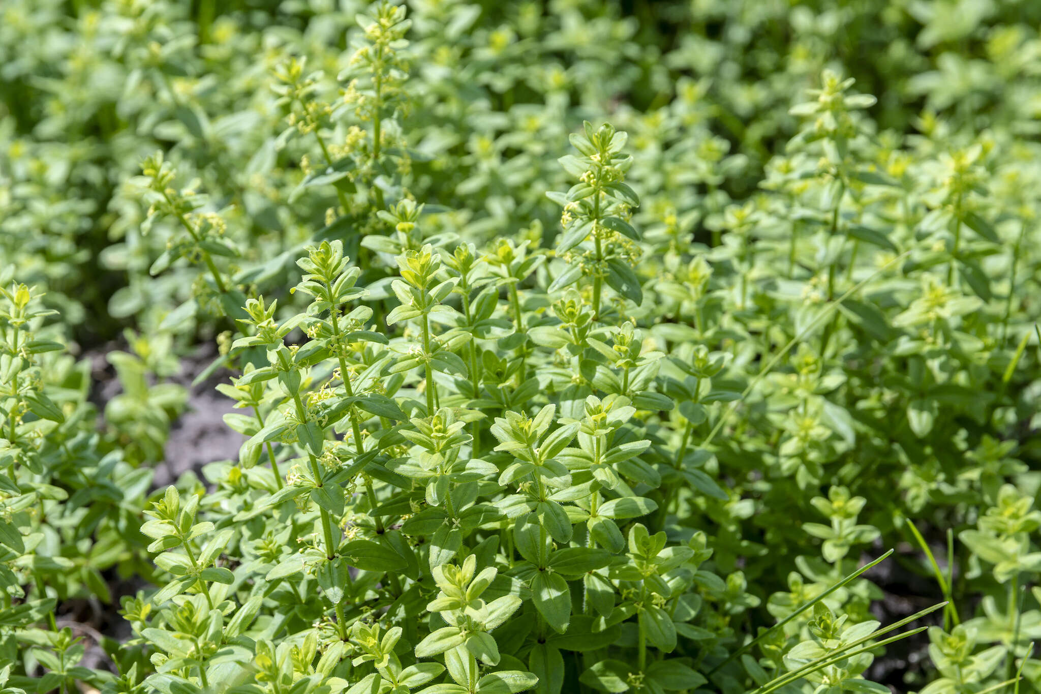 Image of Cruciata glabra subsp. krylovii (Iljin) E. G. Naumova