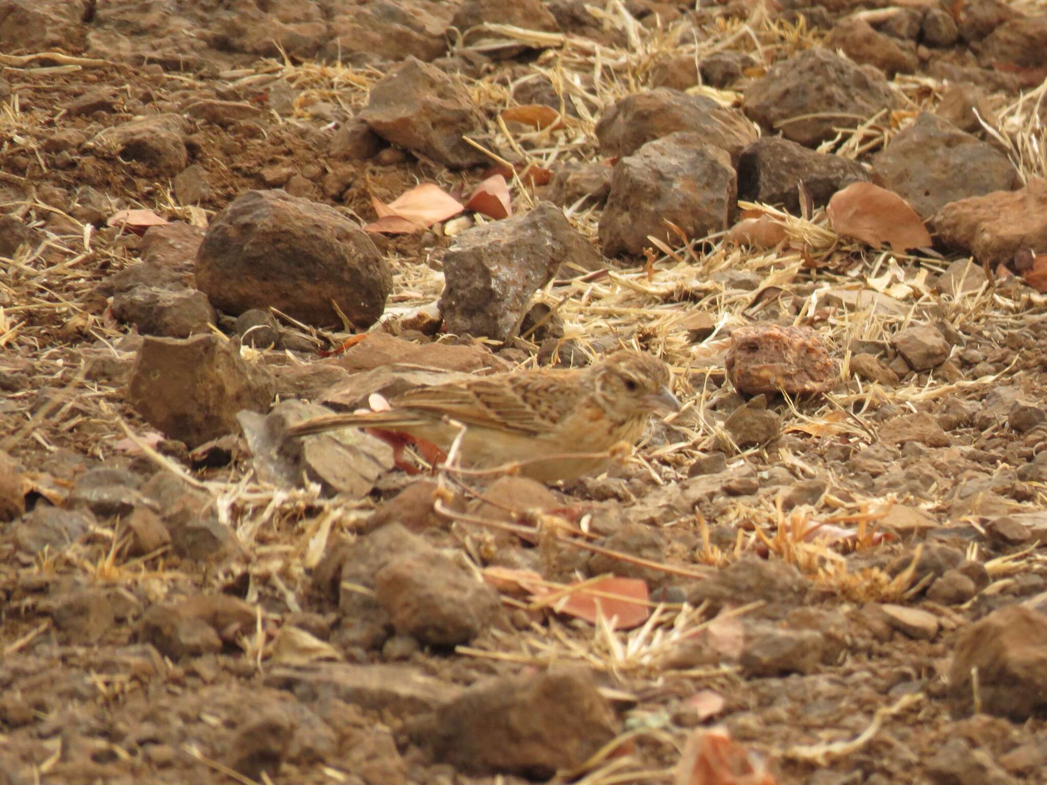 Image of Flappet Lark