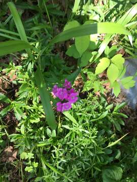 صورة Dianthus barbatus L.