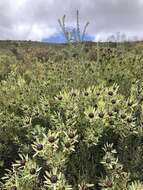 Image of Leucadendron loranthifolium (Salisb. ex Knight) I. Williams