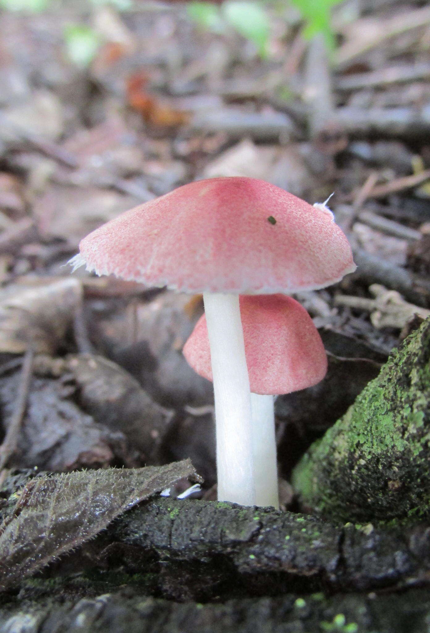 Image of Mycena rosea Gramberg 1912