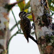 Image of Woodpeckers