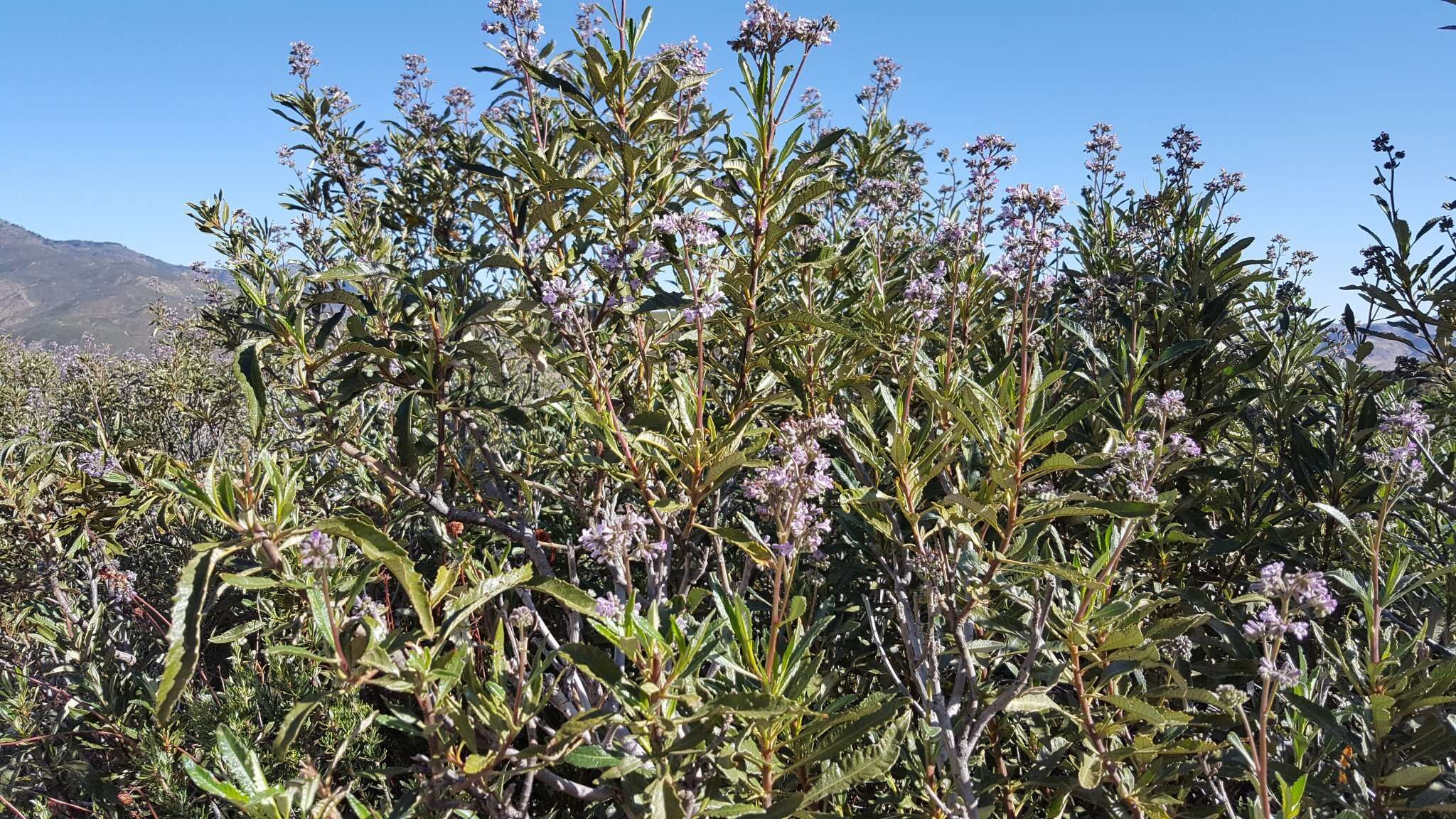 Image of hairy yerba santa