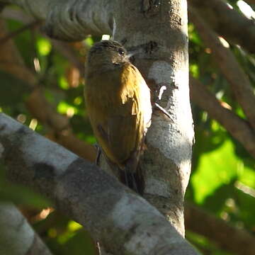 Imagem de Veniliornis passerinus (Linnaeus 1766)