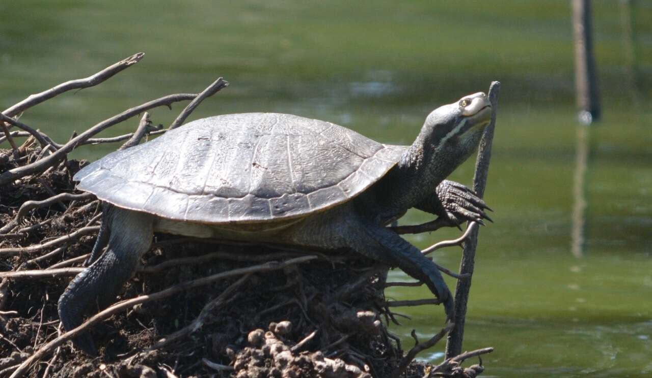 Image of Murray River Turtle