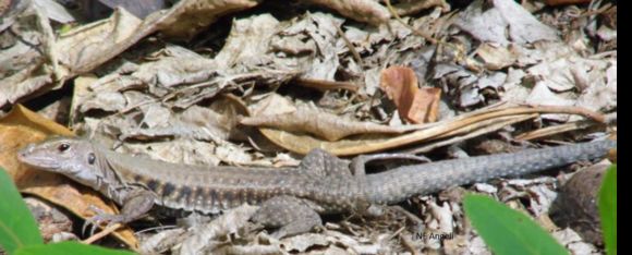 Image of Puerto Rican Giant Ameiva