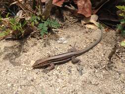 Image of Ameiva polops