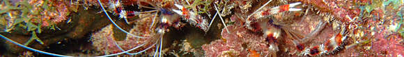 Image of Banded Coral Shrimp