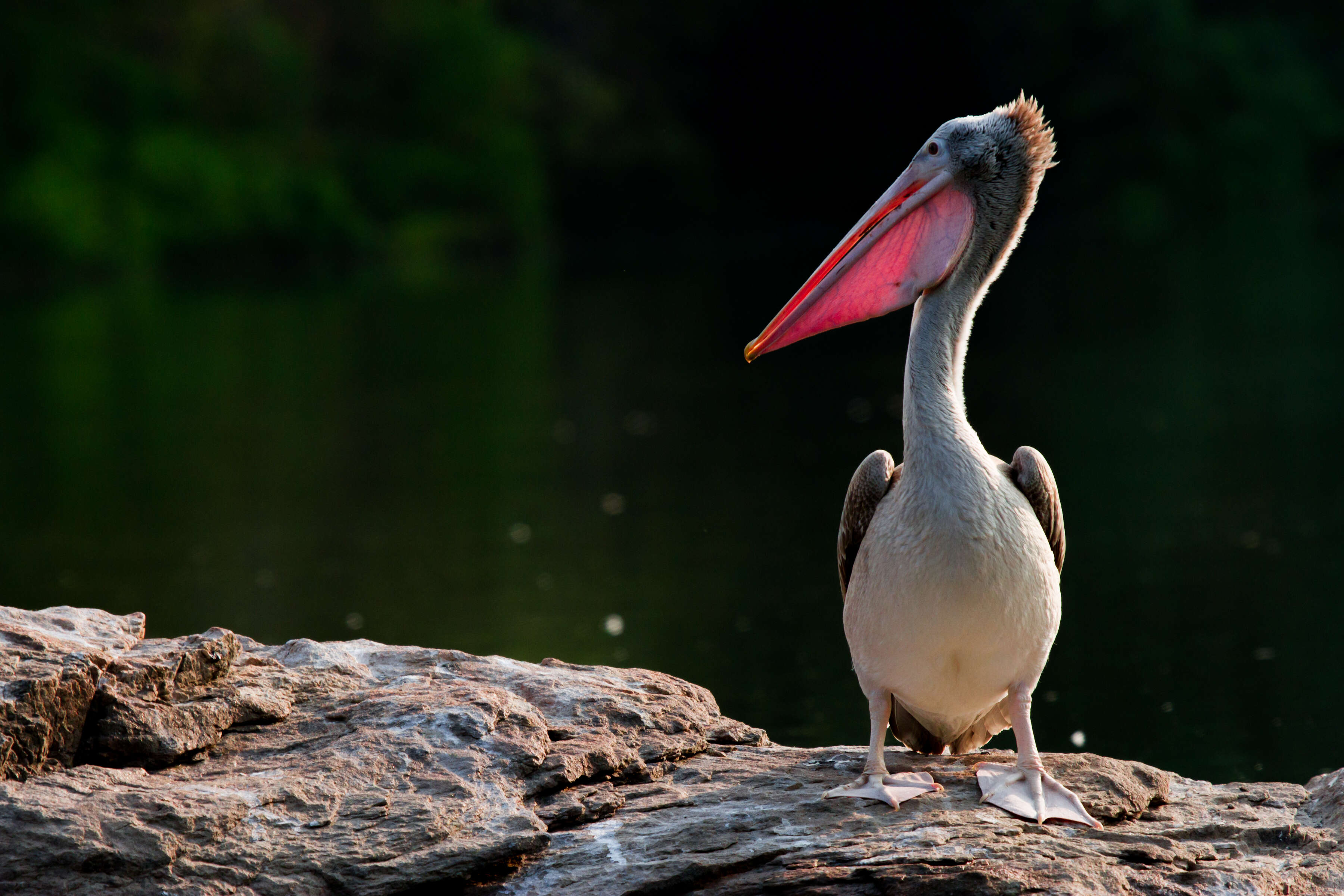 Image of Grey Pelican