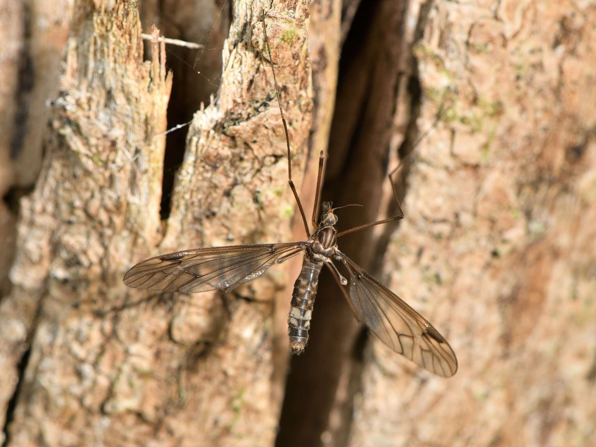 Image of Leptotarsus (Macromastix) cubitalis (Edwards 1923)