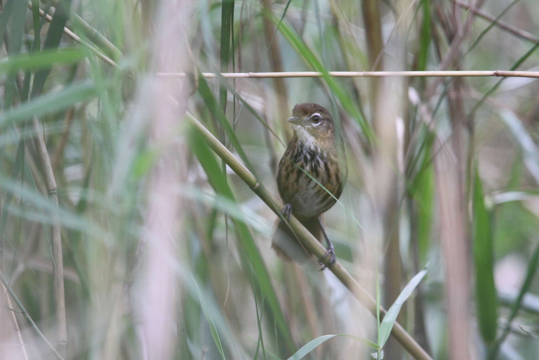 Image of Marsh Babbler