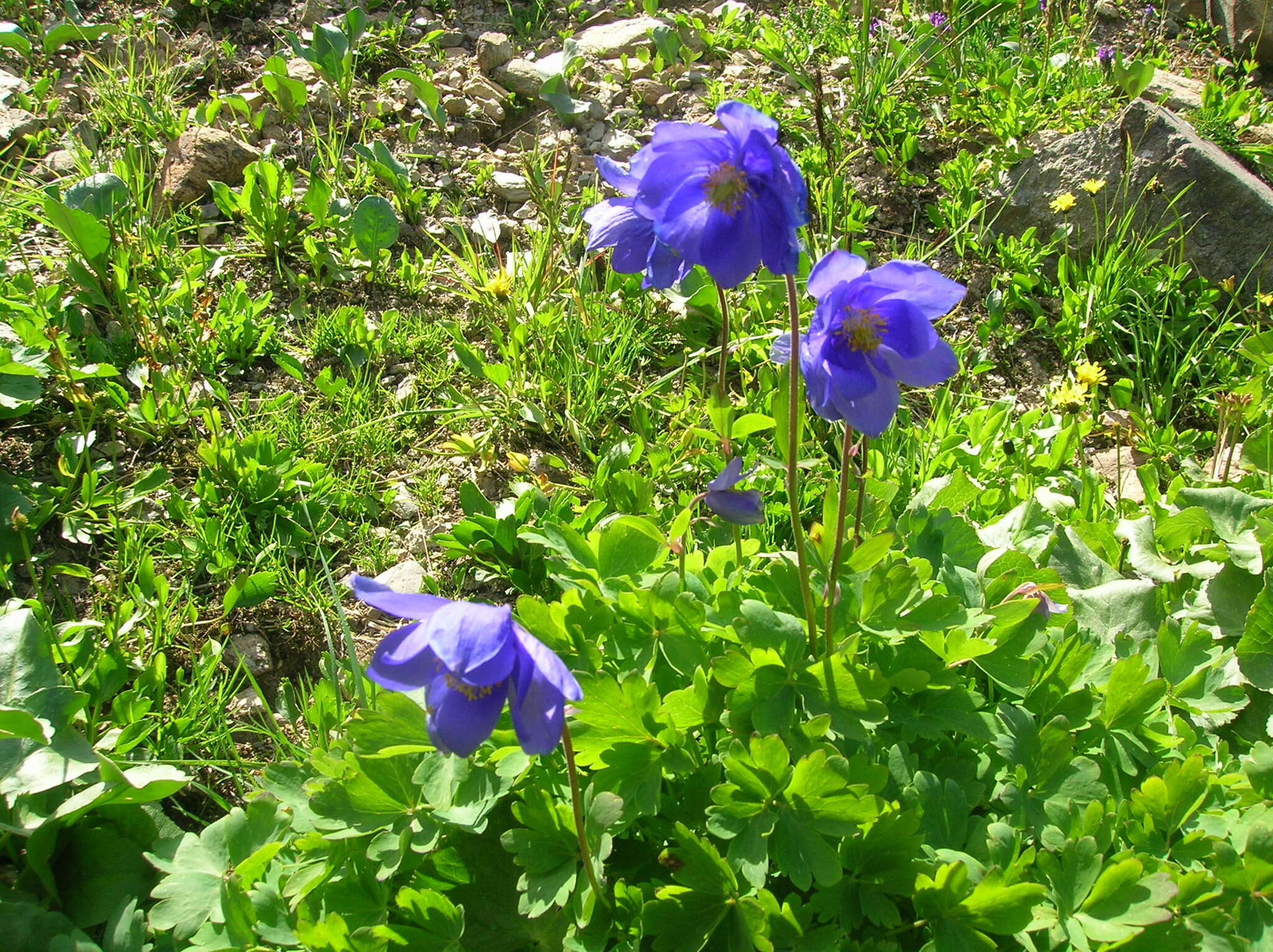 Aquilegia glandulosa Fisch.的圖片