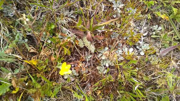 صورة Anemonastrum narcissiflorum subsp. chrysanthum (Ulbr.) Raus